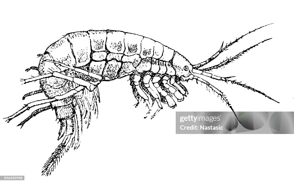 Gammarus pulex