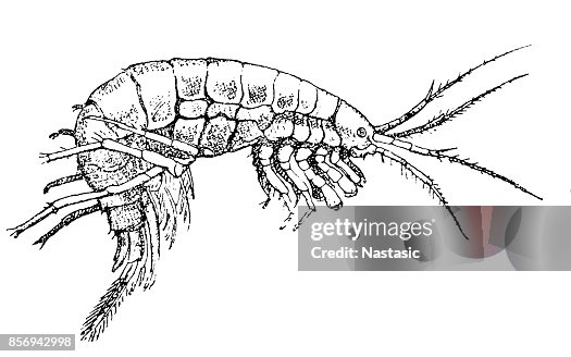 Gammarus pulex Gammarus pulex