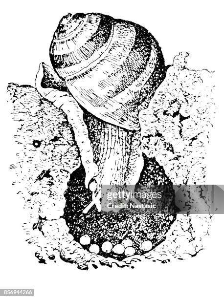 helix pomatia, common names the roman snail, burgundy snail, edible snail or escargot - escargot stock illustrations