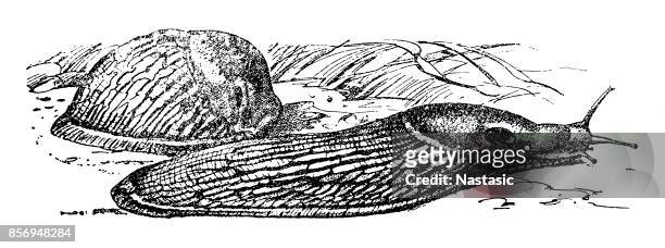 black slug or black arion (arion ater) - pond snail stock illustrations