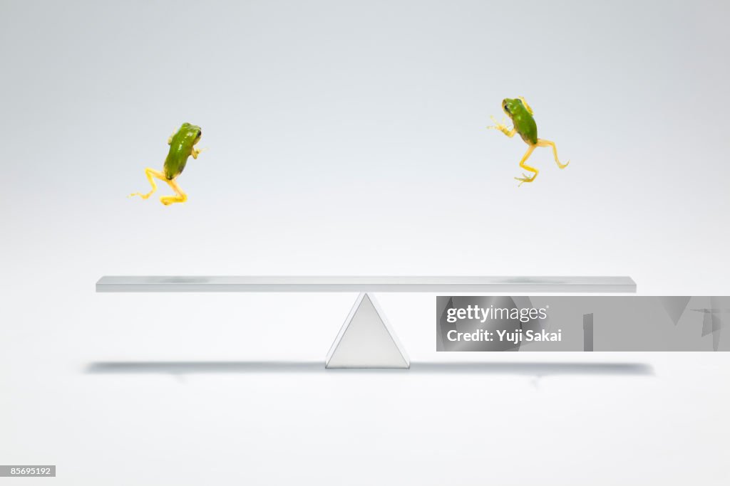 Green frog flying over the  seesaw