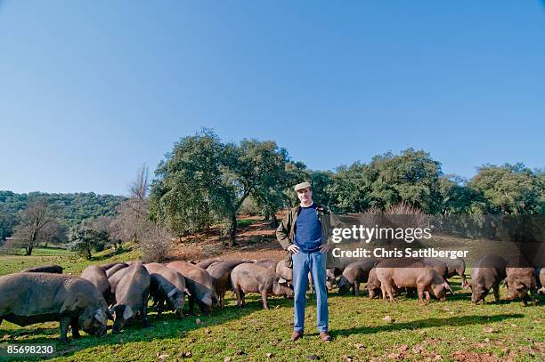 farmer standing in field surrounded by pigs - porco imagens e fotografias de stock