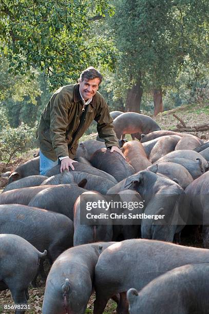 farmer surrounded by his herd of pigs - man holding pig stock pictures, royalty-free photos & images