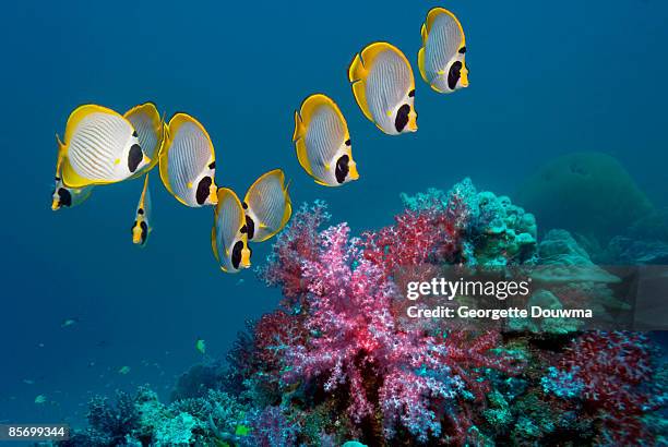 panda butterflyfish (chaetodon adiergastos) - raccoon butterflyfish stock pictures, royalty-free photos & images
