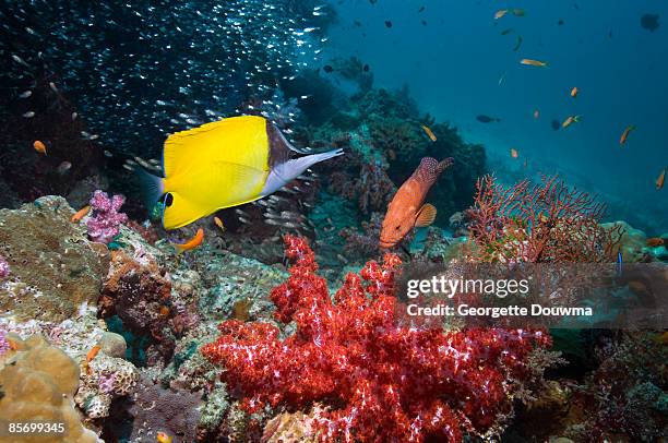 long-nosed butterflyfish (forcipiger flavissimus)  - long nosed butterflyfish stock pictures, royalty-free photos & images