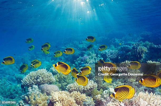 red sea raccoon butterflyfish (chaetodon fasciatus - raccoon butterflyfish stock pictures, royalty-free photos & images