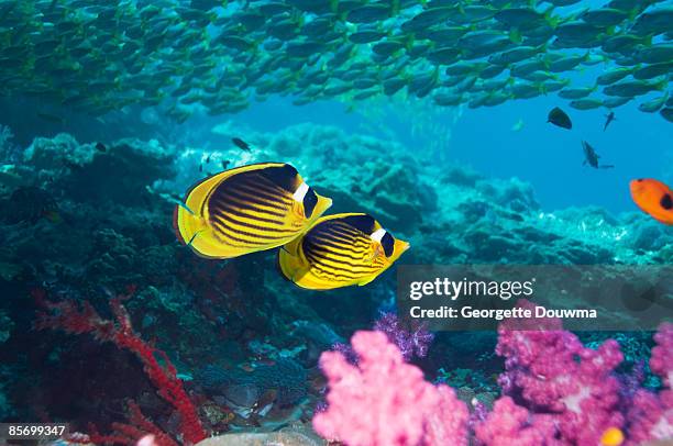 raccoon butterflyfish (chaetodon lunula).   - raccoon butterflyfish stock pictures, royalty-free photos & images