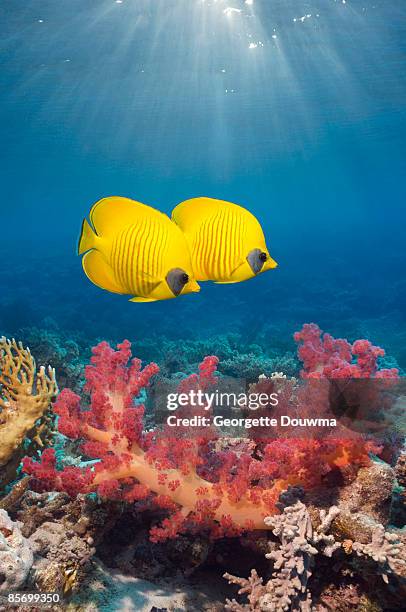 golden butterflyfish (chaetodon semilarvatus) pair - chaetodon semilarvatus imagens e fotografias de stock