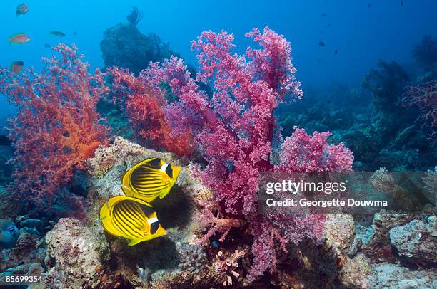 red sea racoon butterflyfish (chaetodon fasciatus - raccoon butterflyfish stock pictures, royalty-free photos & images