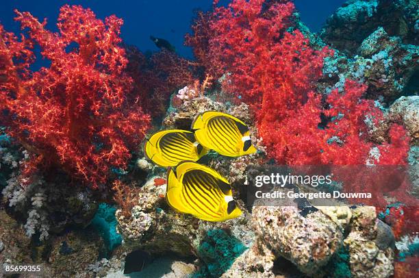 red sea racoon butterflyfish (chaetodon fasciatus) - raccoon butterflyfish stock pictures, royalty-free photos & images