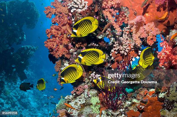 red sea racoon butterflyfish (chaetodon fasciatus) - raccoon butterflyfish stock pictures, royalty-free photos & images