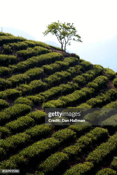 alishan, taiwan: tea leaf plantation with tree in distance - chiayi stock pictures, royalty-free photos & images