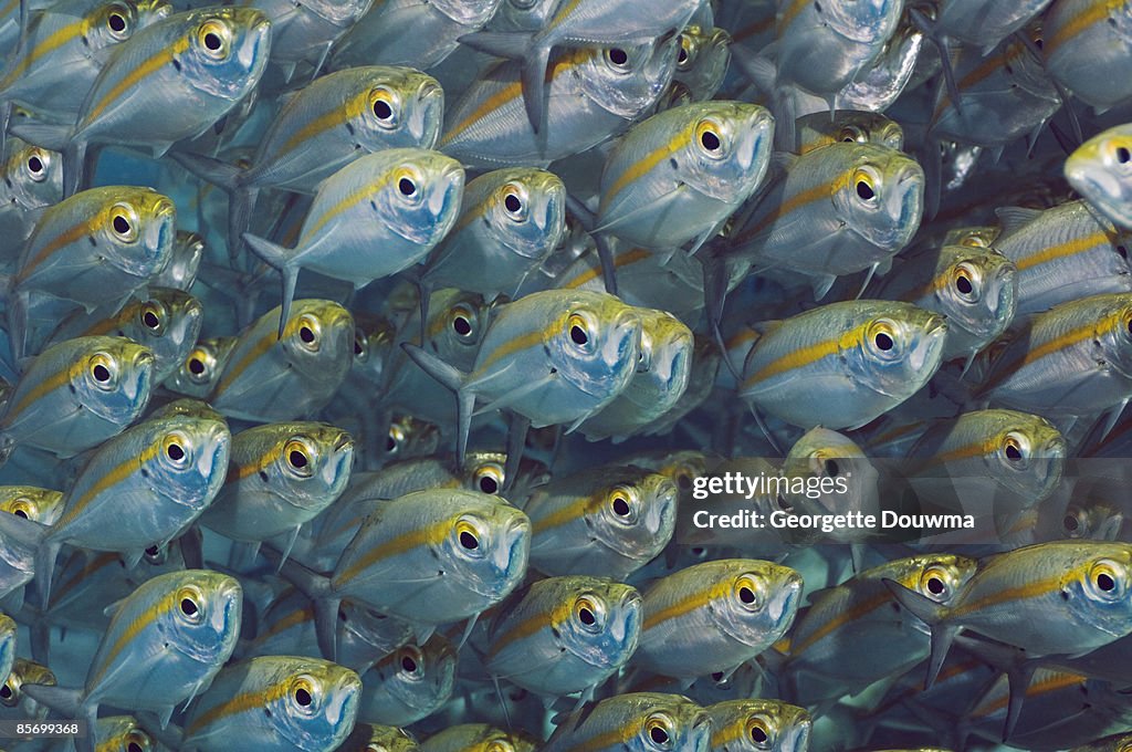 Bigeye scad (Selar crunenophthalmus)