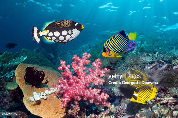 clown triggerfish (balistoides conspicillum), - clown triggerfish stock pictures, royalty-free photos & images
