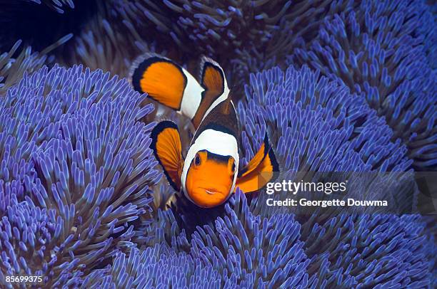 clown anemonefish (amphiprion percula) - pesce pagliaccio di clark foto e immagini stock
