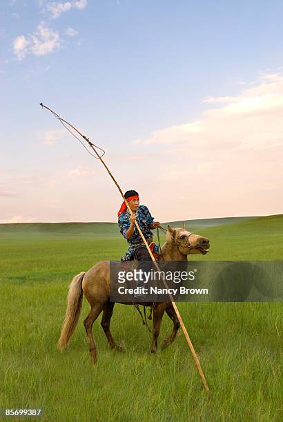 inner mongolia horseman in grasslands holding uurg - abagnar qi foto e immagini stock