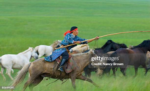 inner mongolian horseman catching horse with uurga - abagnar qi foto e immagini stock