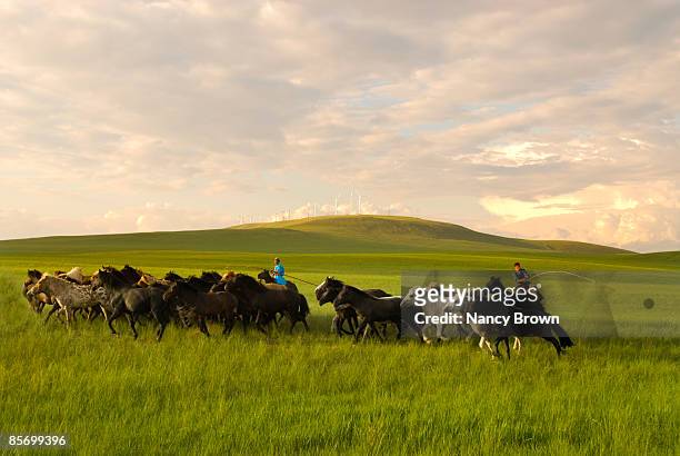 inner mongolia horsemen riding in grassland  - abagnar qi foto e immagini stock