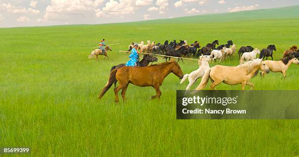 two inner mongolia horsemen catching horses with u - abagnar qi foto e immagini stock