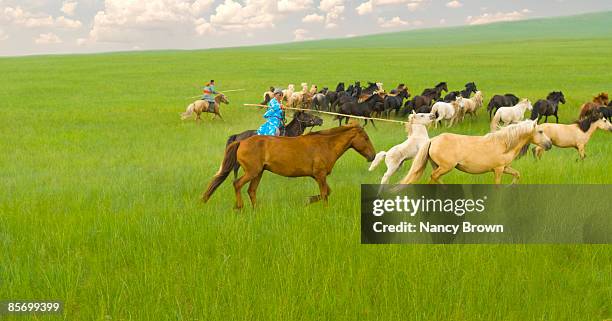two inner mongolia horsemen catching horses with u - xilinhot stock pictures, royalty-free photos & images