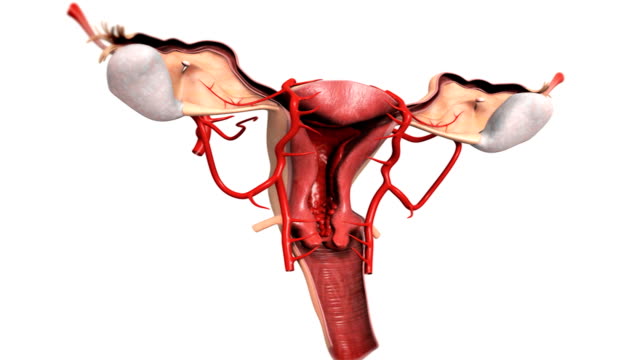 2,240 Female Reproductive System Videos and HD Footage - Getty Images