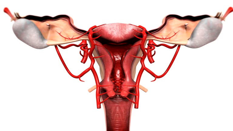 2,240 Female Reproductive System Videos and HD Footage - Getty Images 2,240 Female Reproductive System Videos and HD Footage - Getty Images