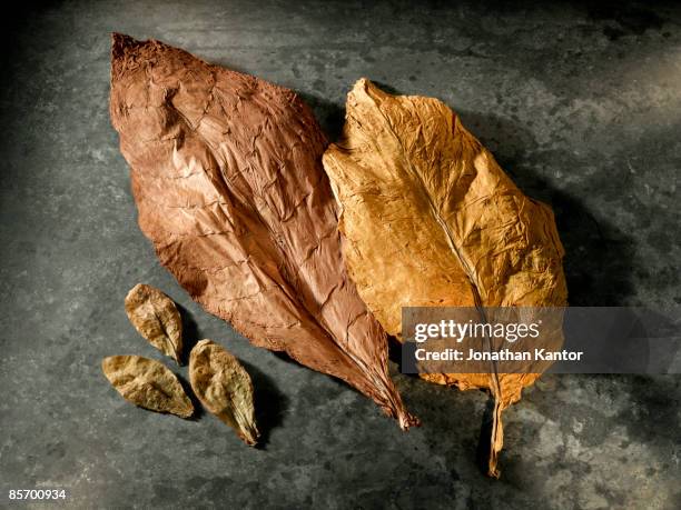 tobacco leaves - tobacco stock pictures, royalty-free photos & images