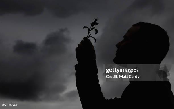 Neil Bennett, head gardener at the Tregothnan Estate, inspects in the tea garden the tea plant Camellia sinensis on March 30 2009 near Truro,...