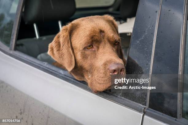 chocolate labrador retriever in car - chocolate drizzle stock pictures, royalty-free photos & images