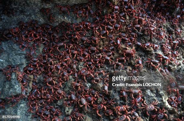 Chaque annee les crabes rouges innofensifs envahissent Christmas Island pour leur reproduction le 7 janvier 1992 a Christmas Island, Australie.