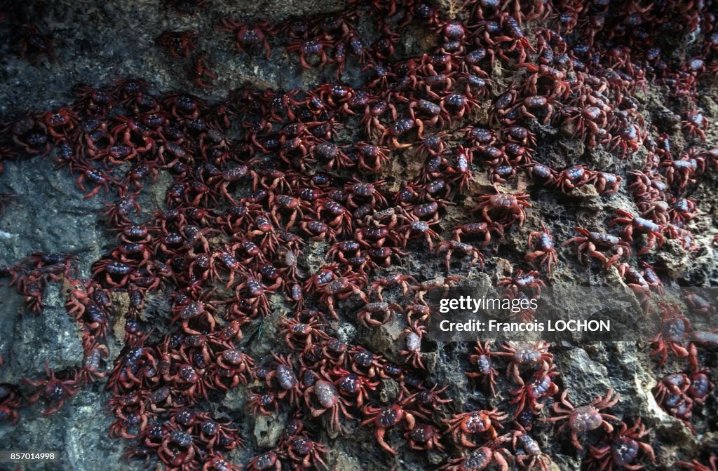 L'Ile Australienne De Christmas Island Envahie Par Les Crabes