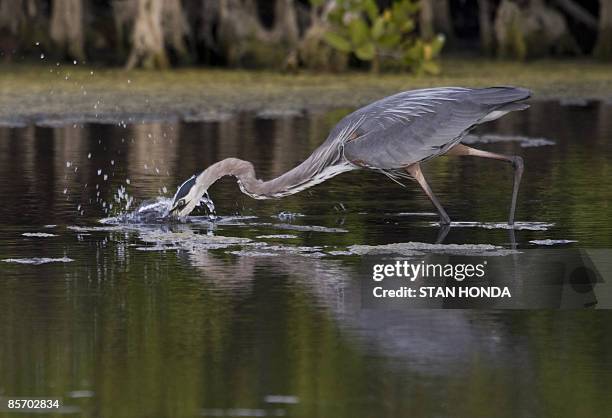 Great Blue Heron dives for food at the Merritt Island National Wildlife Refuge March 27, 2009 in Titusville, Florida. The Refuge is adjacent to the...