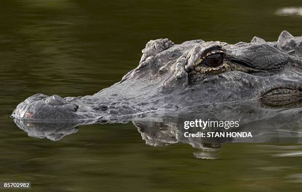 An American Alligator sits in a waterway at the Merritt Island National Wildlife Refuge March 27, 2009 in Titusville, Florida. The Refuge is adjacent...