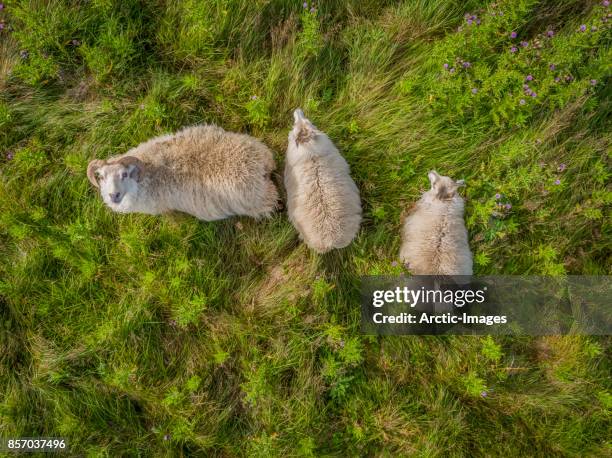 sheep grazing - 少数の動物 ストックフォトと画像