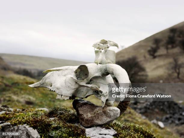 a sheep skull, vertebra and bird skull on top of a rock with yorkshire dales in the background - vertebras photos et images de collection