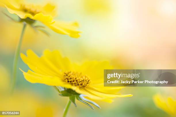vibrant yellow coreopsis flower with soft background - garden coreopsis flowers stock pictures, royalty-free photos & images