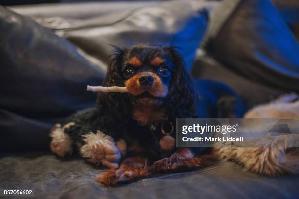 cavalier king charles spaniel puppy with dog chew - cavalier king charles spaniel 個照片及圖片檔