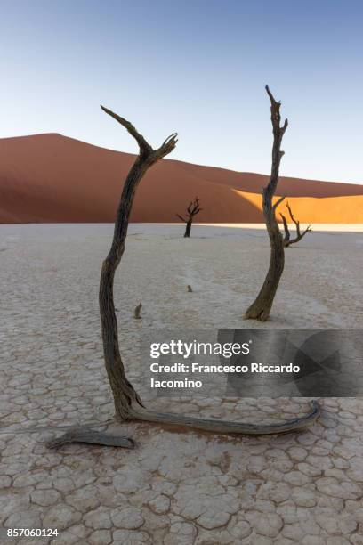 namib desert, dead vlei, namibia, africa - iacomino namibia stock pictures, royalty-free photos & images