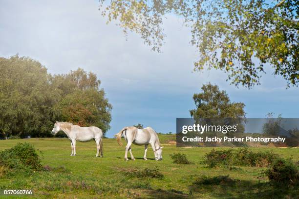 new forest ponies grazing in the summer sunshine - hampshire stockfoto's en -beelden