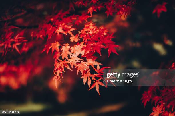 red japanese maple leaves in natural park - japanese maple stock pictures, royalty-free photos & images