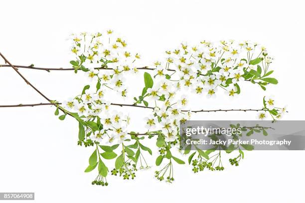 the tiny white flowers of spiraea arguta bridal wreath - 'arguta', bridal wreath, - lymington stock pictures, royalty-free photos & images