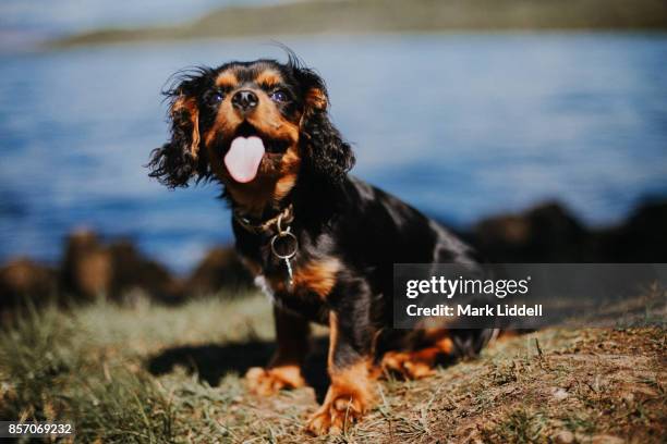 cavalier king charles spaniel puppy by lake - juguete spaniel inglés fotografías e imágenes de stock