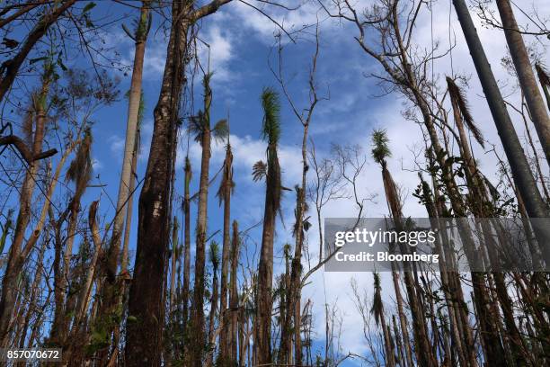 Damaged trees from Hurricane Maria stand in Corozal, Puerto Rico, on Monday, Oct. 2, 2017. President Donald Trump's visit to Puerto Rico offers a...