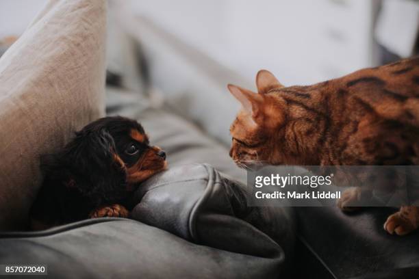 cavalier king charles spaniel puppy hiding from bengal cat - king charles spaniel stock pictures, royalty-free photos & images