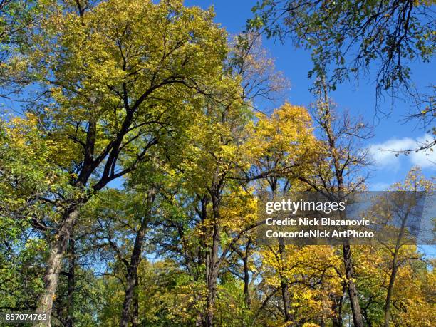 autumn foliage - winnipeg park stock pictures, royalty-free photos & images