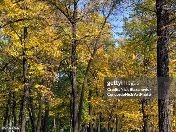 golden leaves - winnipeg park stock pictures, royalty-free photos & images