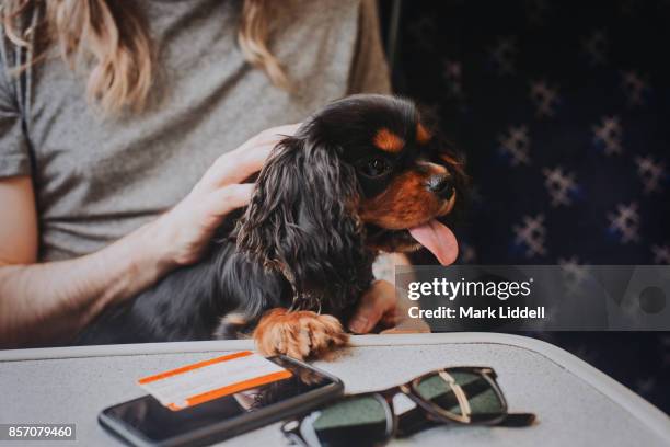 cavalier king charles spaniel puppy on train - train ticket stock pictures, royalty-free photos & images