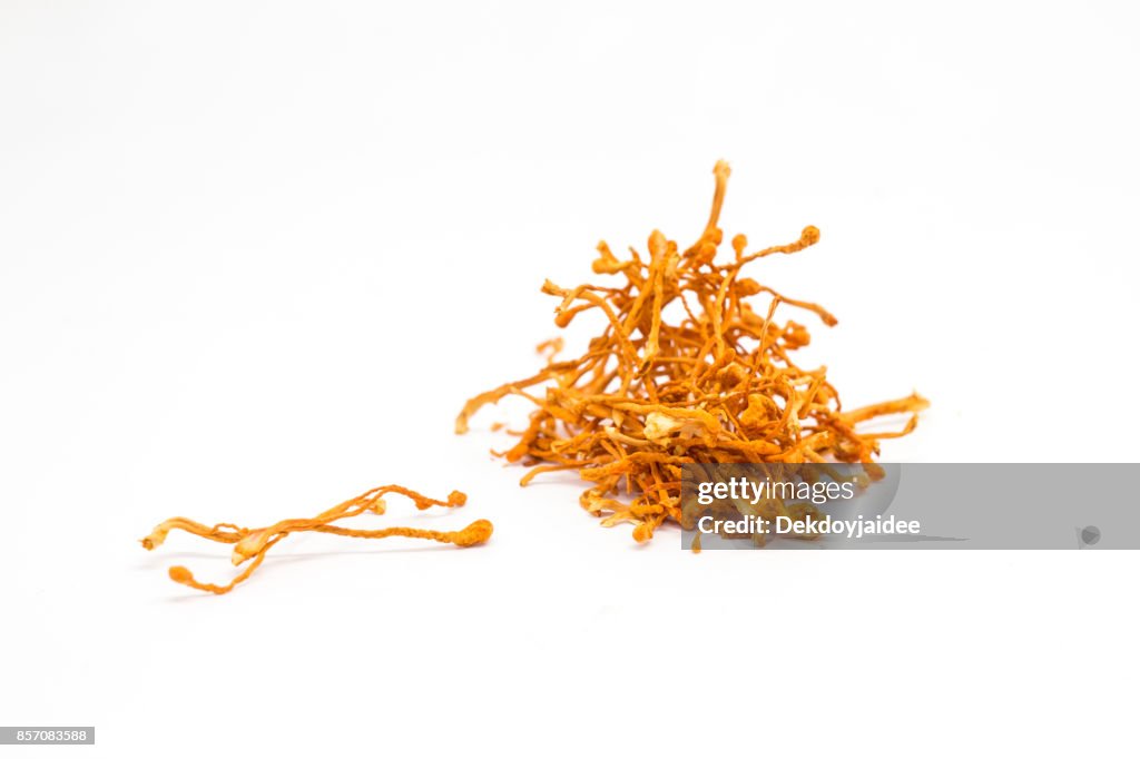 Fundo branco Cordyceps Sinensis cogumelo isolado