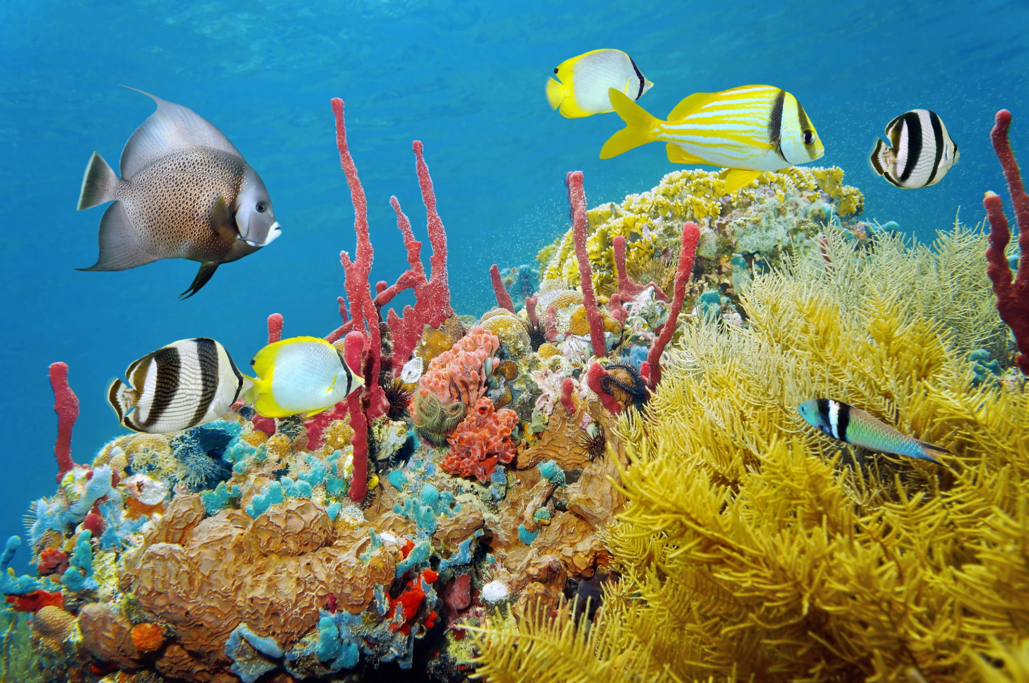 diving jamaica