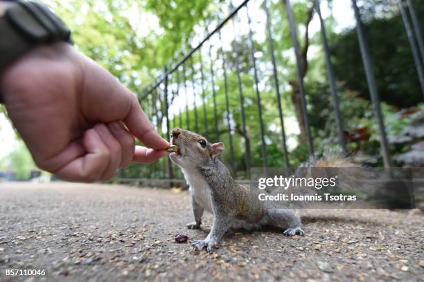 feeding a grey squirrel from hand - eastern gray squirrel stock-fotos und bilder